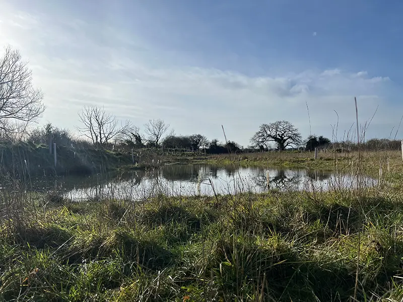 Whaddon Grange pond from ground level